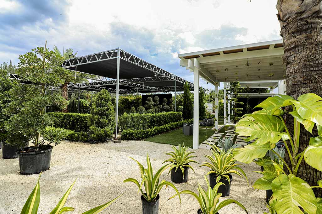 South Florida's Quality Growing Podocarpus Nursery