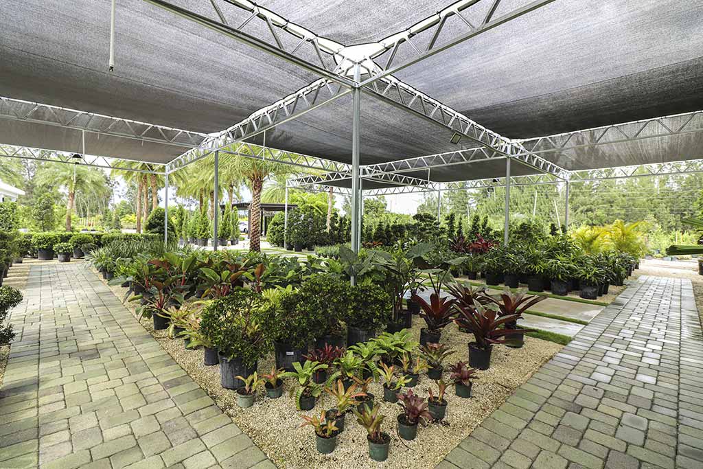 South Florida's Quality Growing Podocarpus Nursery