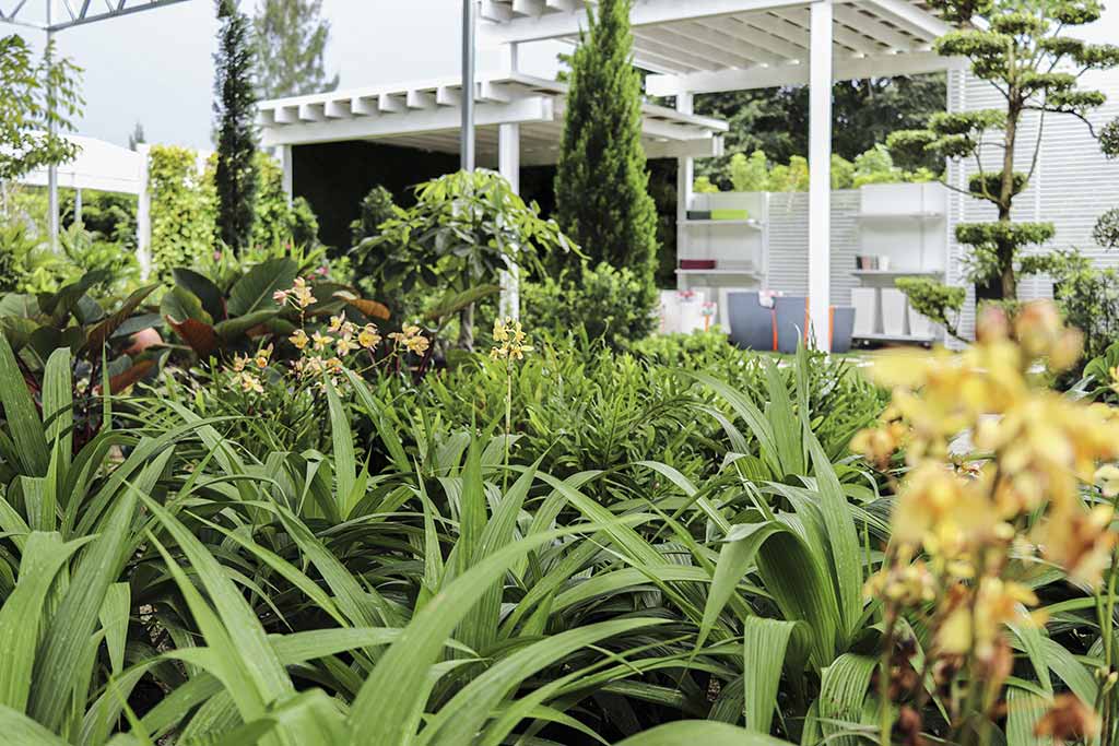 Quality Growing Podocarpus Nursery