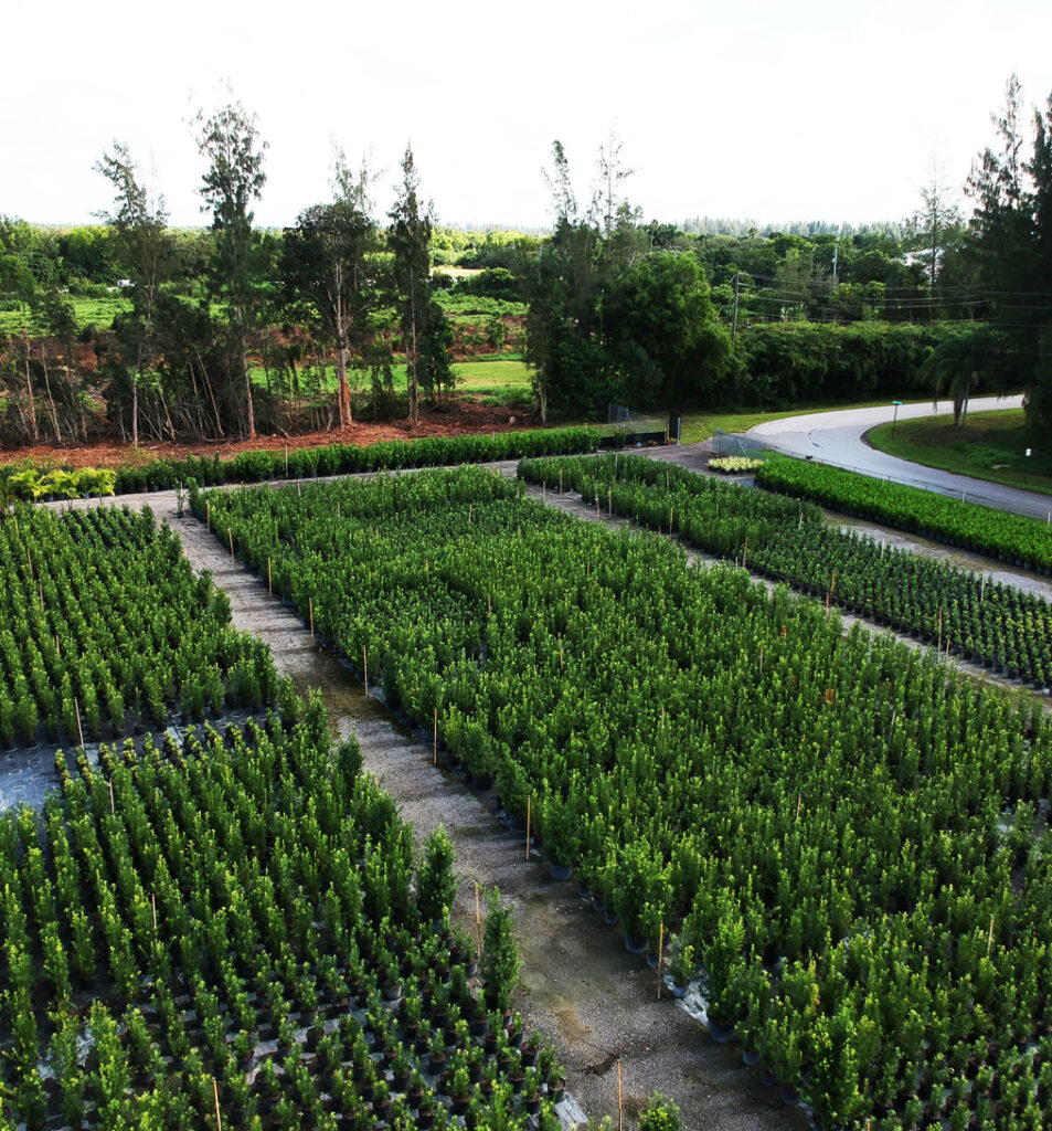 Podocarpus Plant | | Modern Nature Fl.