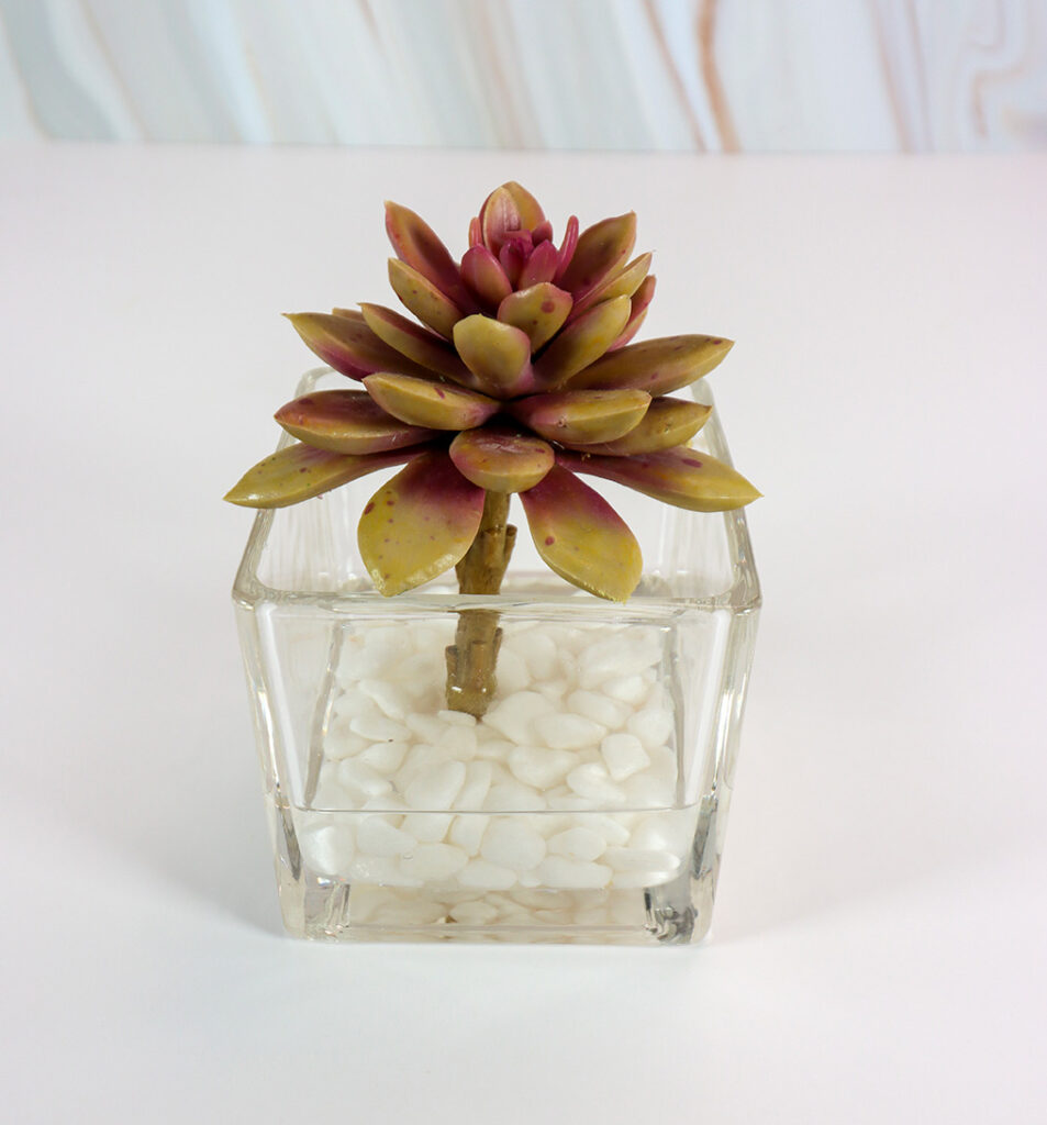 Small Square Glass Vase w/ Succulent and White Rocks | Modern Nature Fl.