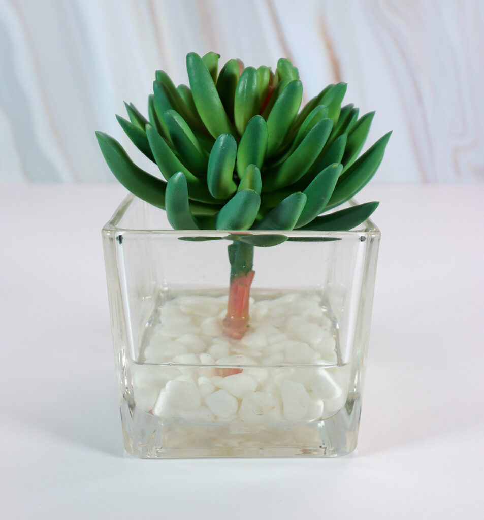 Small Square Glass Vase w/ Succulent and White Rocks | Modern Nature Fl.