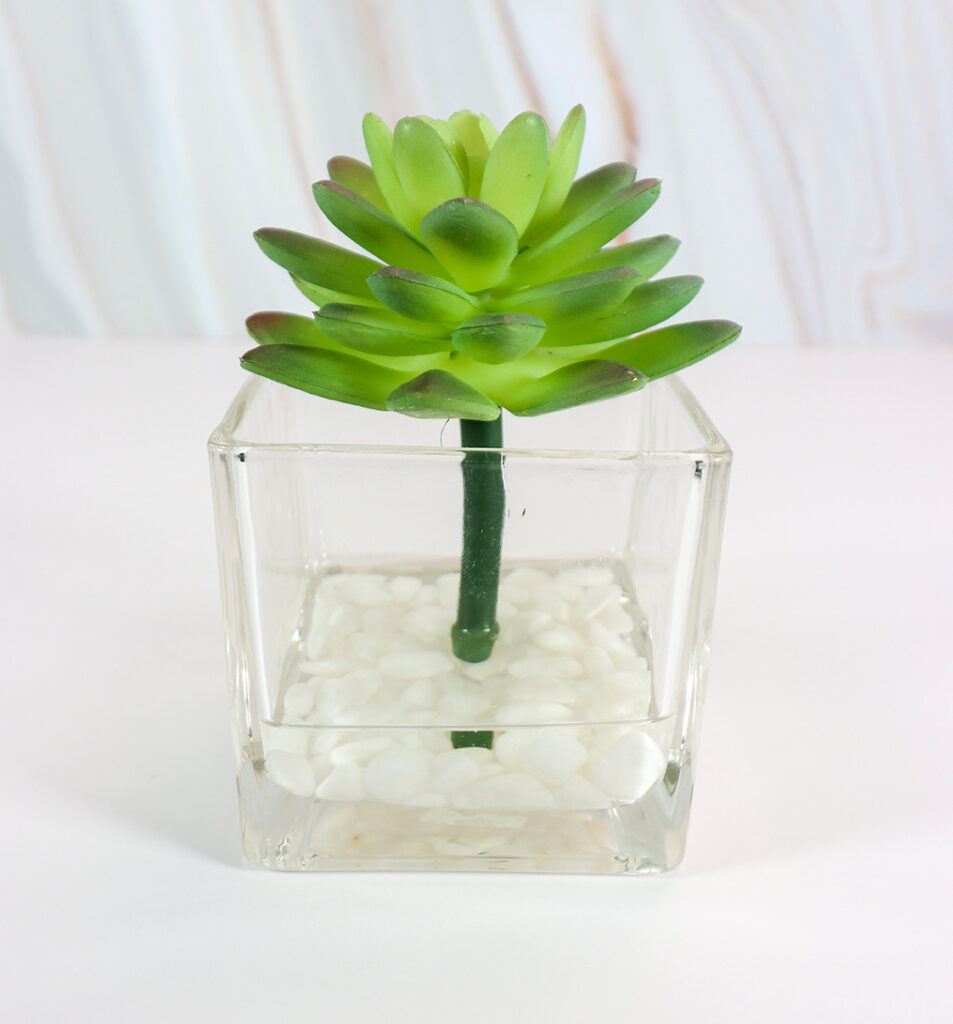 Small Square Glass Vase w/ Succulent and White Rocks | Modern Nature Fl.