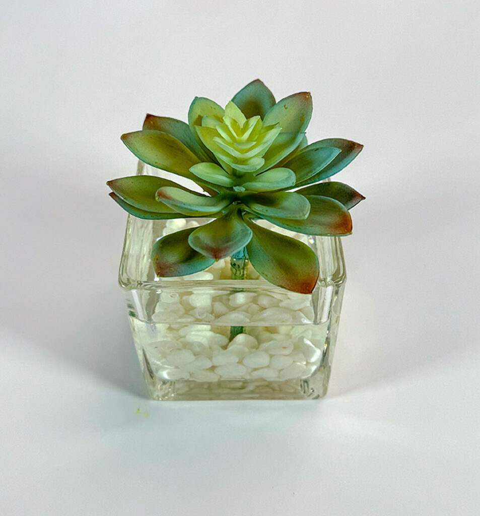Small Square Glass Vase w/ Succulent and White Rocks | Modern Nature Fl.