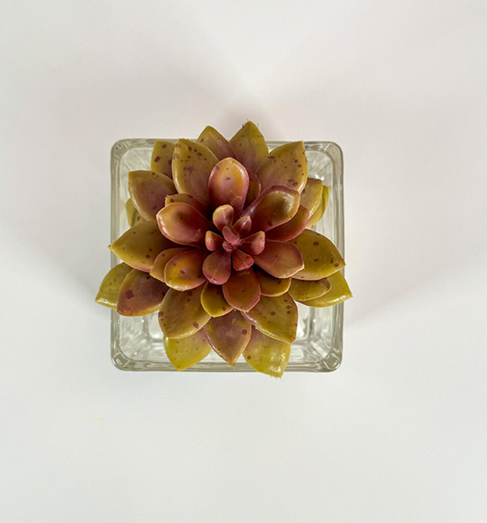 Small Square Glass Vase w/ Succulent and White Rocks | Modern Nature Fl.