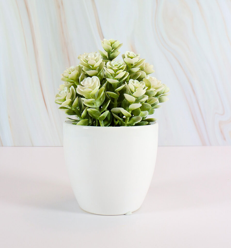 Small White Ceramic Vase w/ White Succulent Roses | Modern Nature Fl.